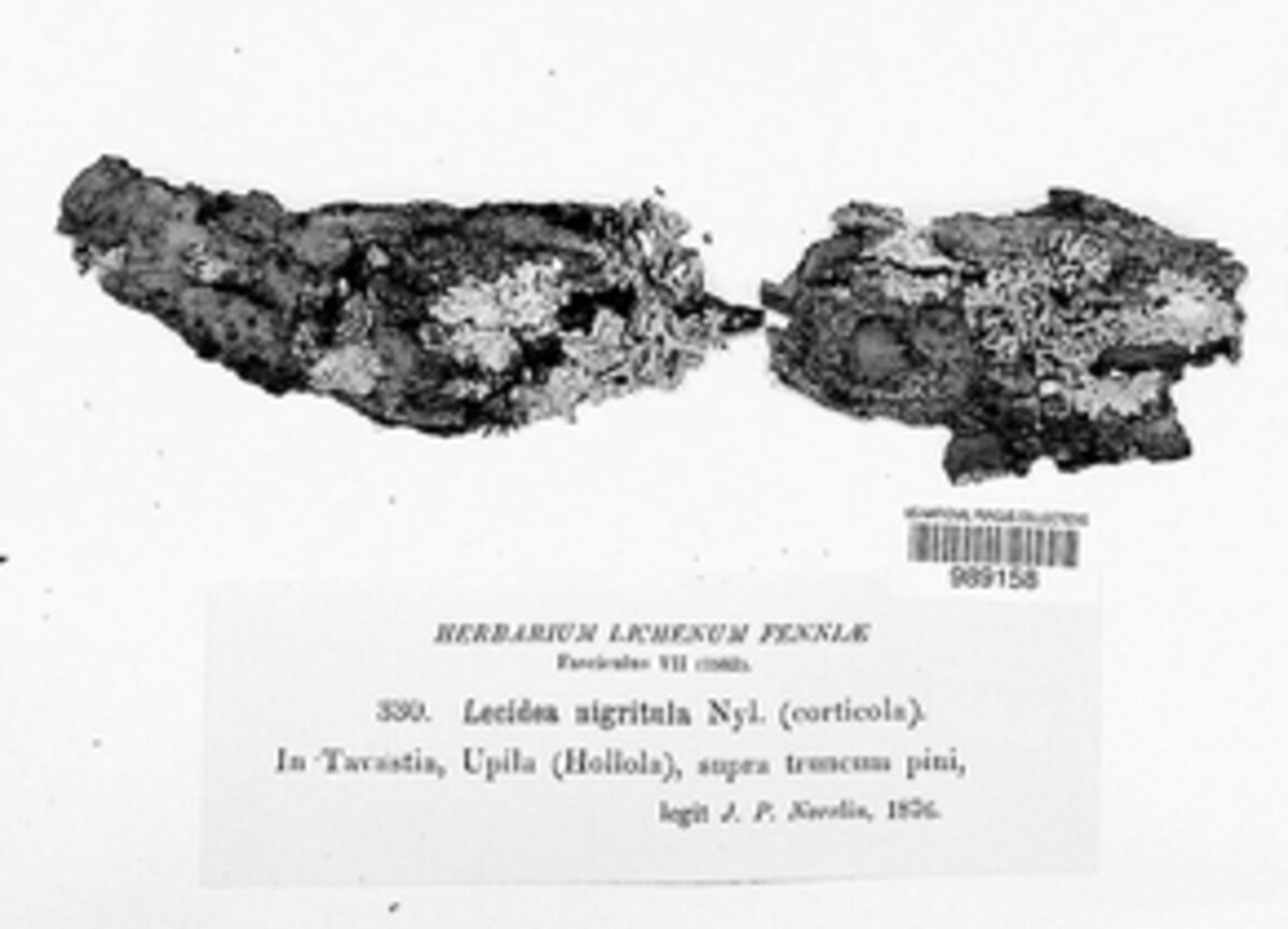 Lecidea nigritula image